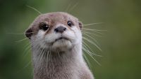 Picture of DuckMcOtter